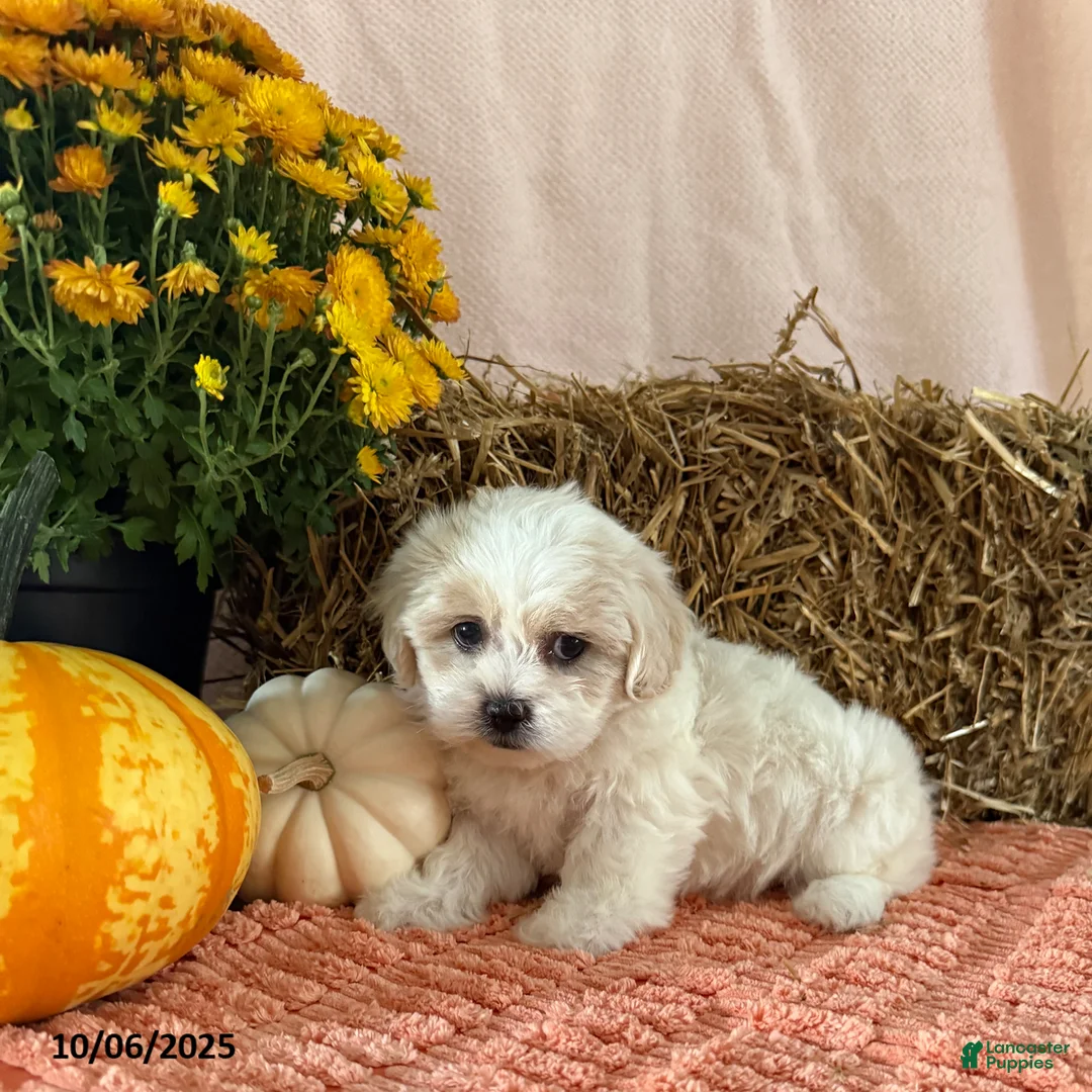 Teddy Bear dogs for sale: Candy - Ad 5