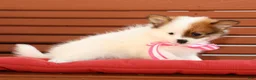 Pomeranian dogs for sale: Shelly - Ad 2