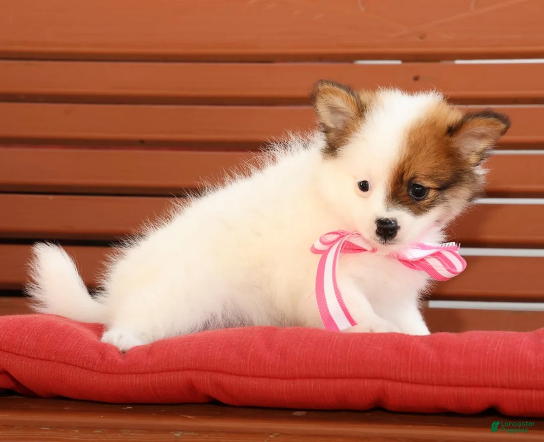 Pomeranian dogs for sale: Shelly - Ad 2