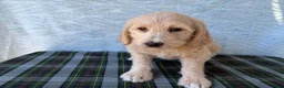 Labradoodle dogs for sale: Labradoodle 7 - Ad 3