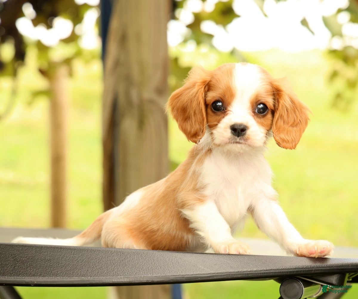 Cavalier King Charles Spaniel dogs Vinny - Ad 1