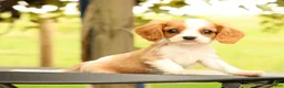 Cavalier King Charles Spaniel dogs for sale: Vinny - Ad 1