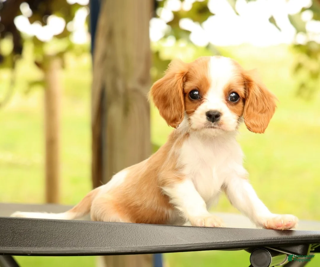 Cavalier King Charles Spaniel dogs for sale: Vinny - Ad 1