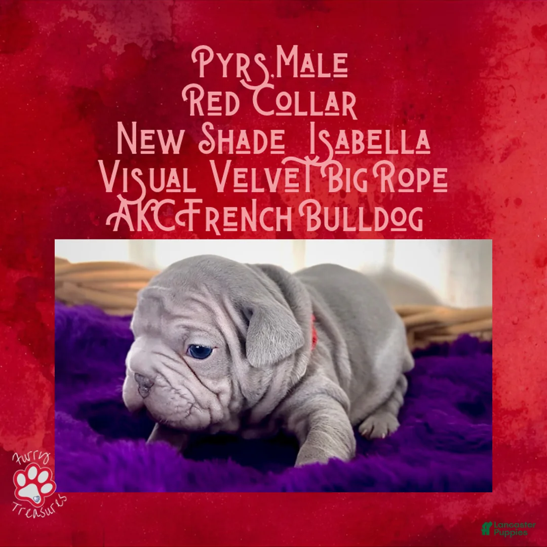 French Bulldog dogs for sale: Pyrs “Red Collar” Male - Ad 4