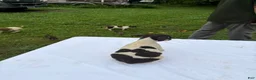 Rat Terrier dogs for sale: Rat Terrier 4 - Ad 2