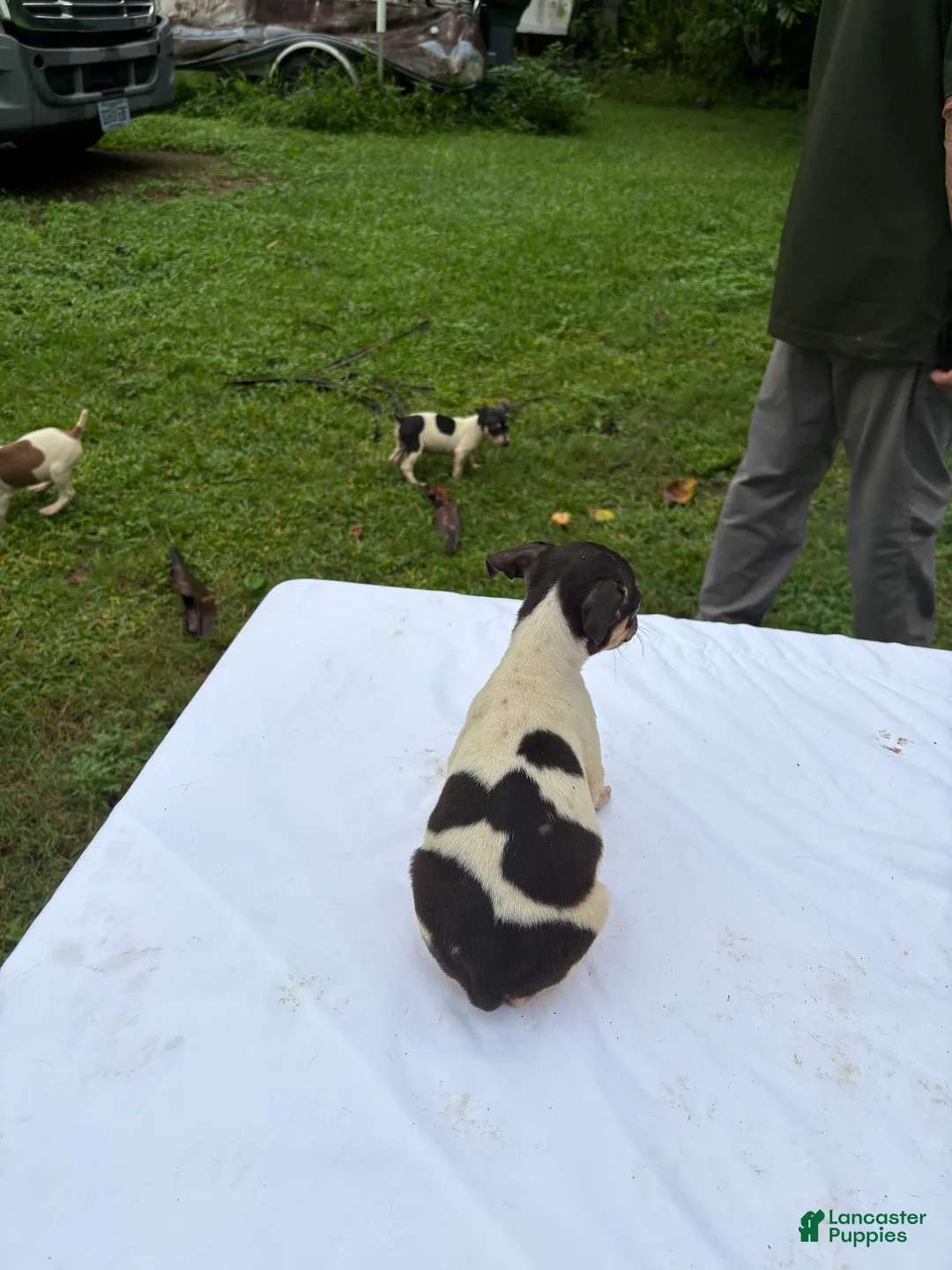 Rat Terrier dogs for sale: Rat Terrier 4 - Ad 2