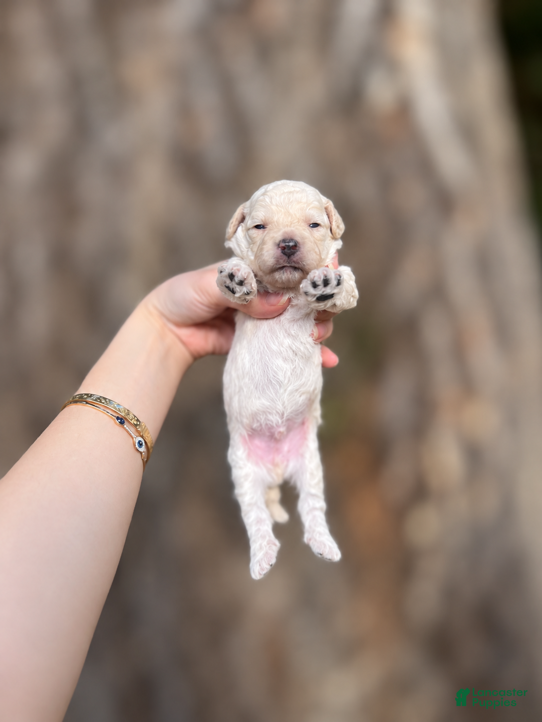 Toy Poodle dogs Vincent  - Ad 1