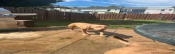 Mixed Breed dogs for sale: Mixed Breed 2 - Ad 2