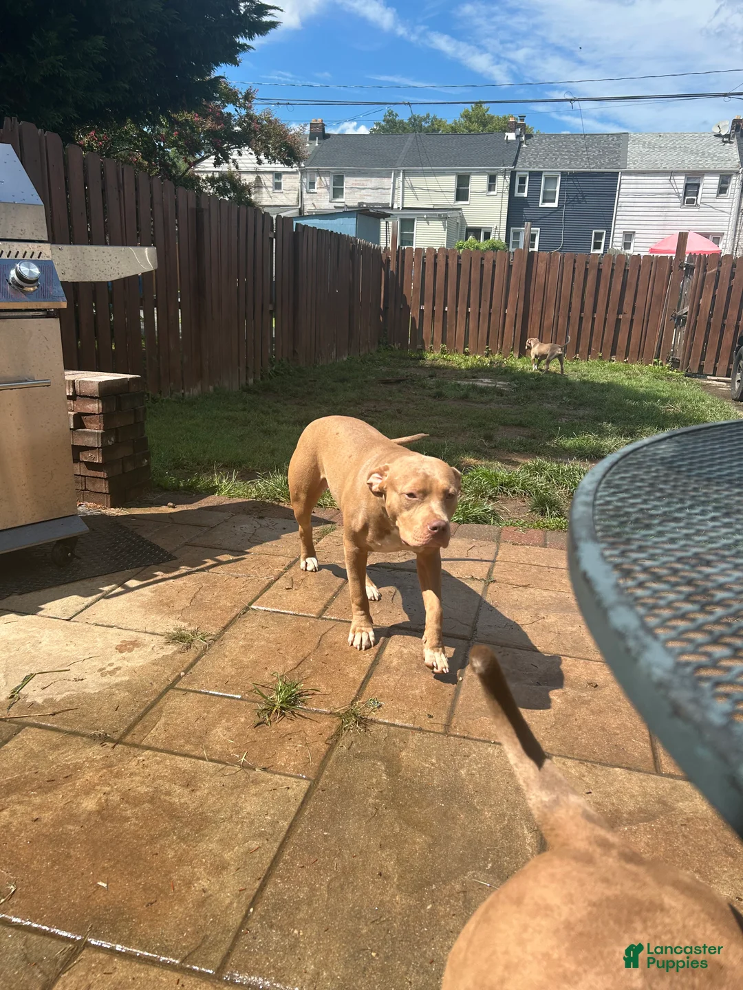 Mixed Breed dogs for sale: Mixed Breed 2 - Ad 2