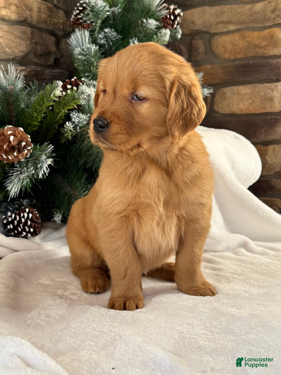 Golden Retriever dogs for sale: Pippa - Ad 5