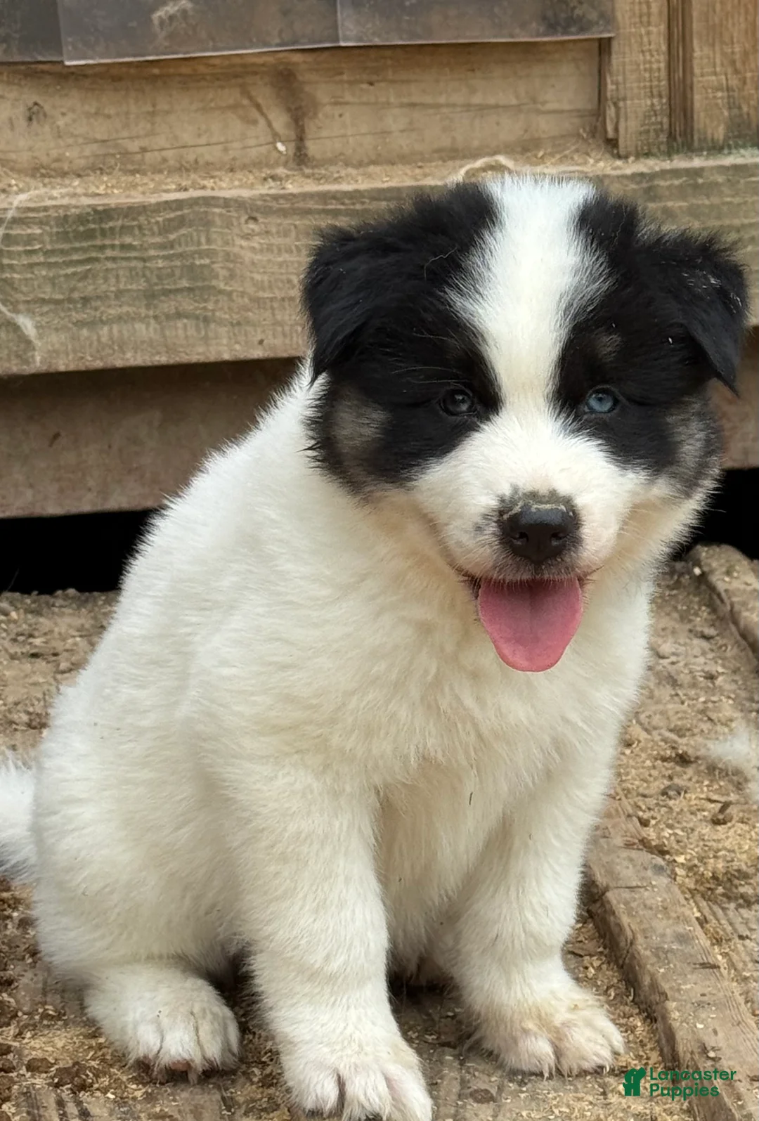 Gerberian Shepsky dogs for sale: Walker - Ad 1