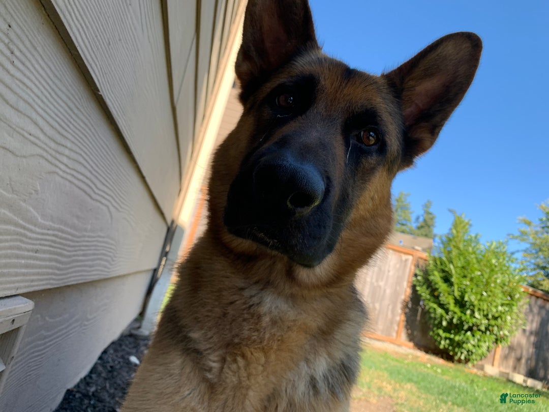 German Shepherd dogs for sale: German Shepherd Puppy 1 - Ad 3