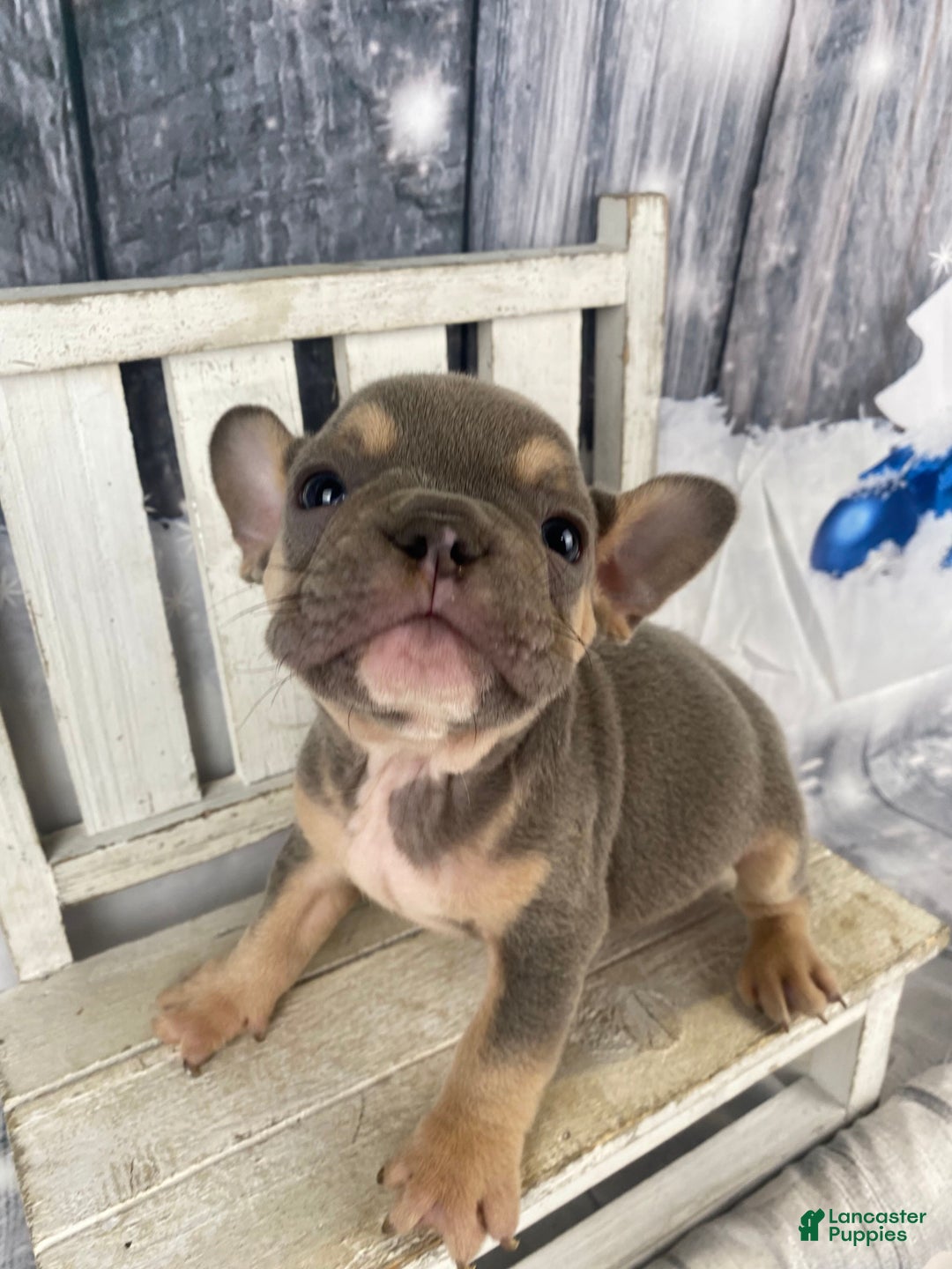 French Bulldog dogs for sale: Leo - Ad 13