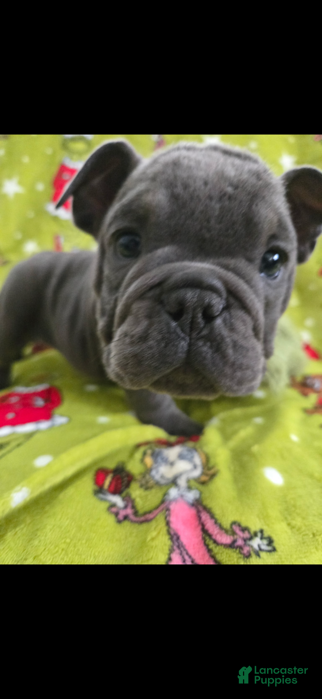 English Bulldog dogs for sale: Lucy - Ad 9