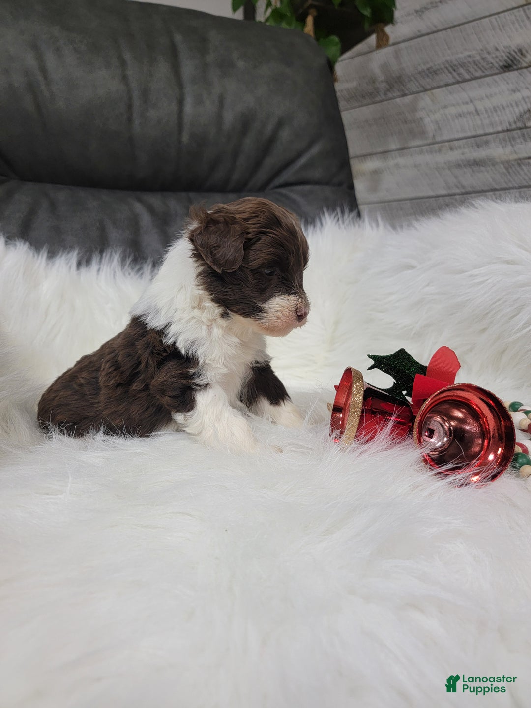 Portuguese Water Dog dogs for sale: Comet - Ad 2