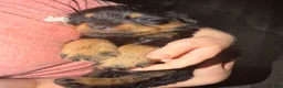 Rottweiler dogs for sale: Rottweiler Puppy 7 - Ad 11