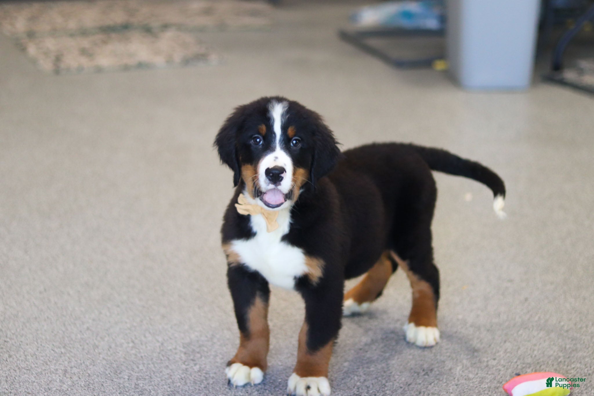 Bernese Mountain Dog dogs Bentley - Ad 1