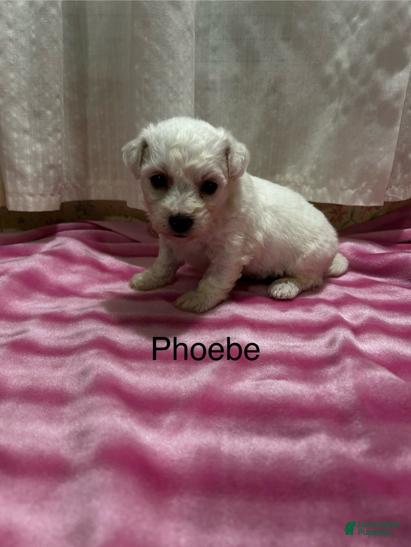 Bichon Frise dogs Bichon Frise 3 phoebe - Ad 21