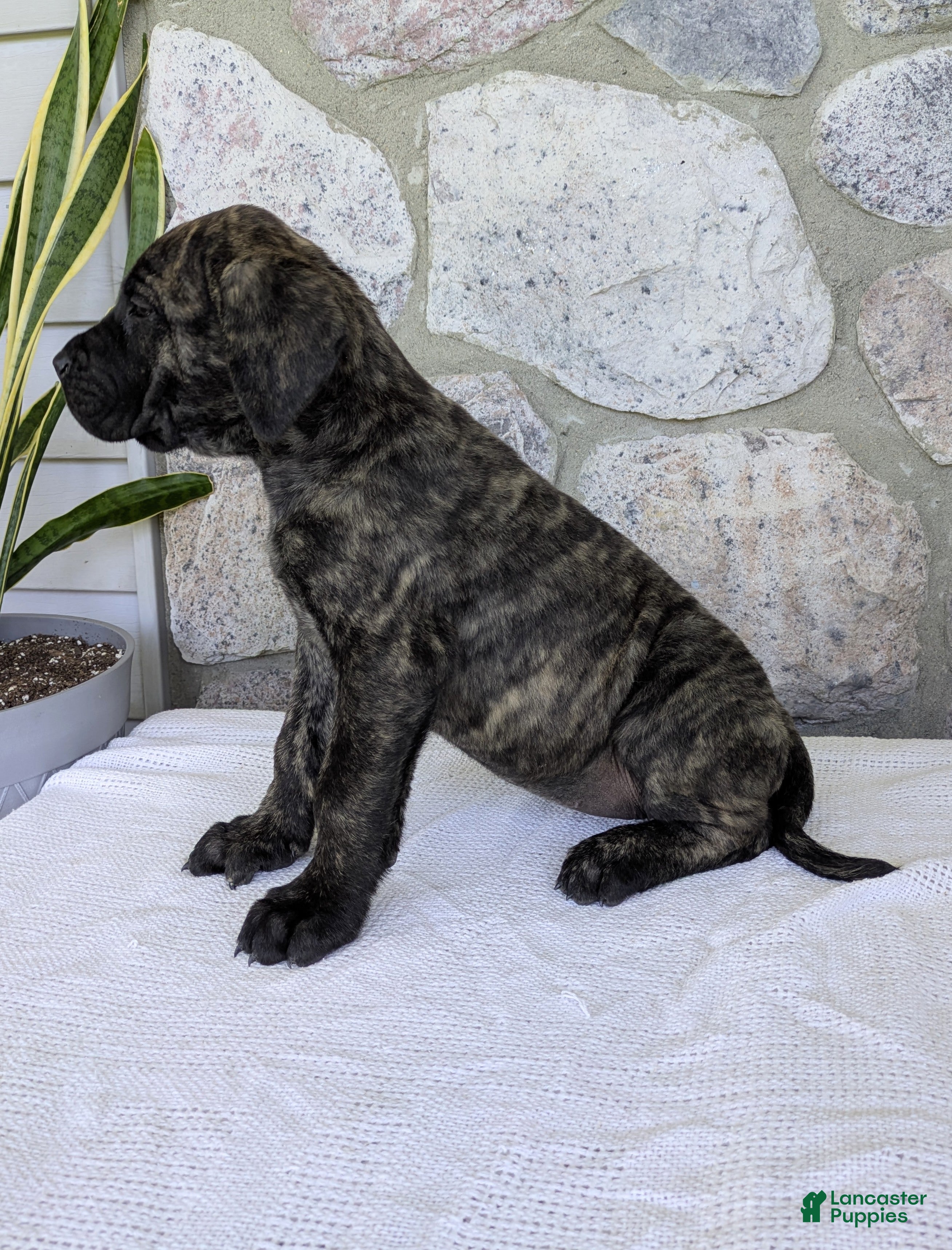 English Mastiff dogs for sale: Ashlee  - Ad 5