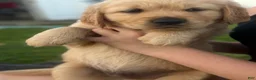 Golden Retriever dogs for sale: Golden Retriever 7 blue collar - Ad 2