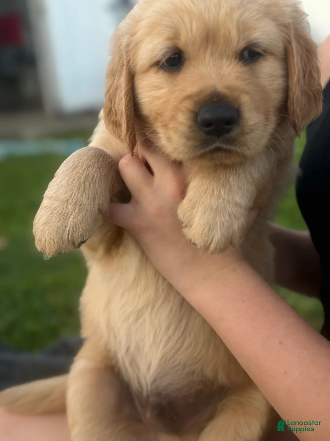 Golden Retriever dogs for sale: Golden Retriever 7 blue collar - Ad 2
