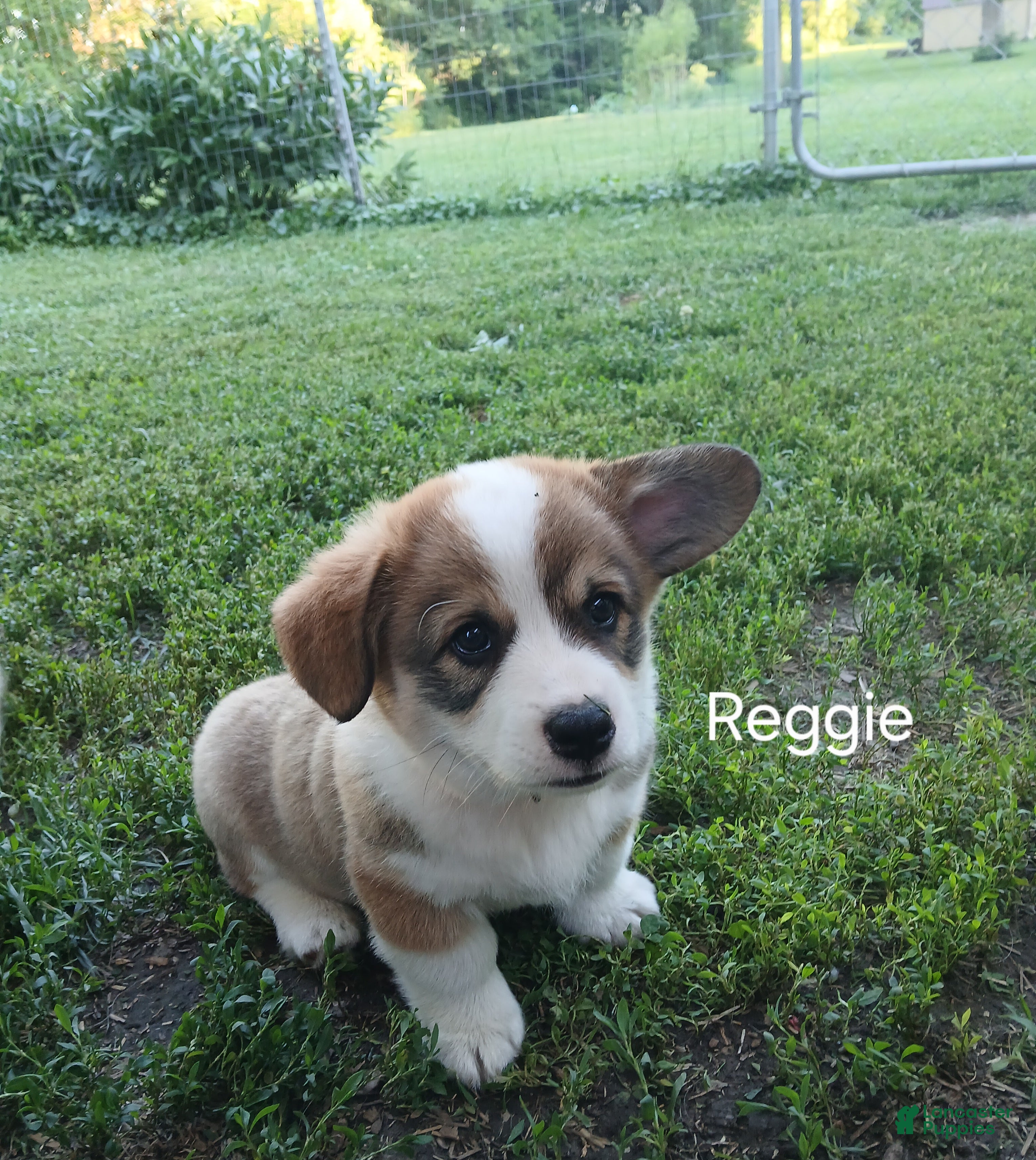 Welsh Corgi Pembroke dogs Reggie  - Ad 2