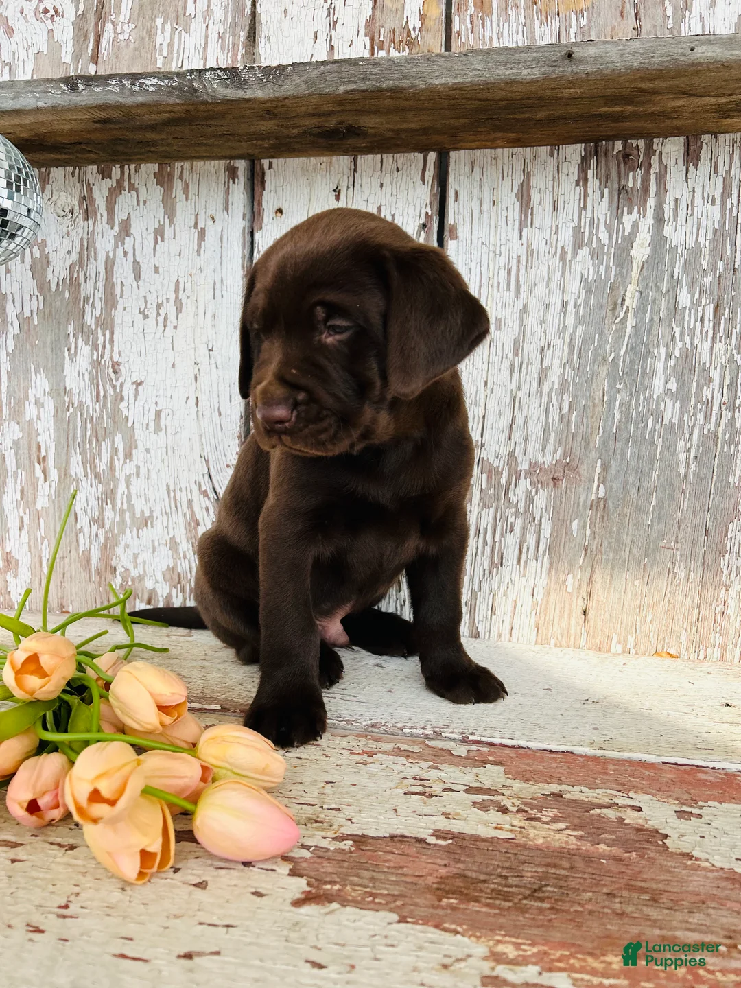 Labrador Retriever dogs for sale: Dexter - Ad 7