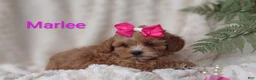 Shihpoo dogs for sale: Shihpoo Puppy 7 Marlee - Ad 12