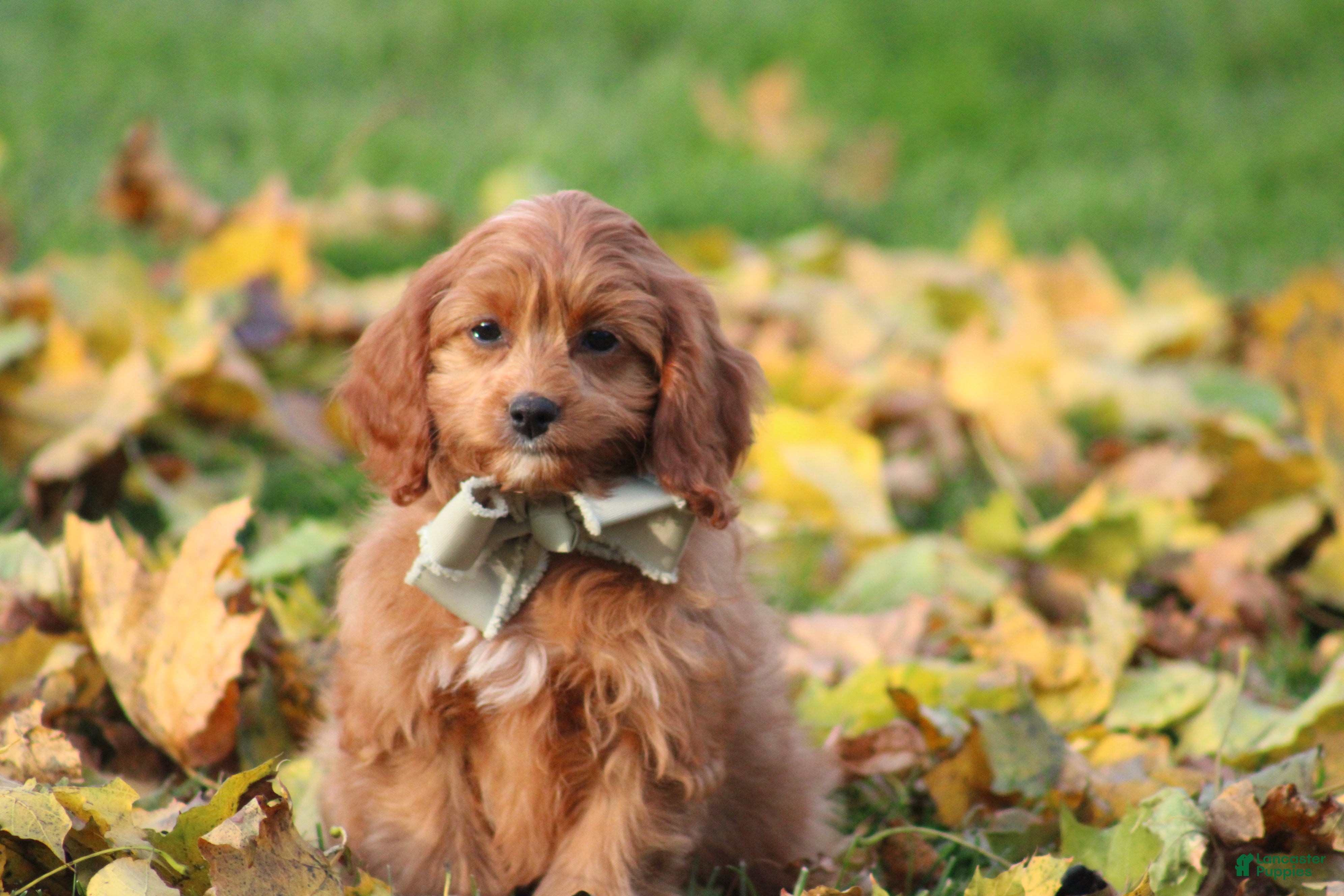 Cavapoo dogs for sale: Balie - Ad 2
