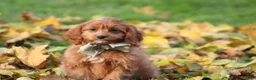 Cavapoo dogs for sale: Balie - Ad 2