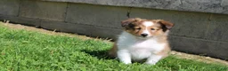 Shetland Sheepdog dogs for sale: Skipper - Ad 2