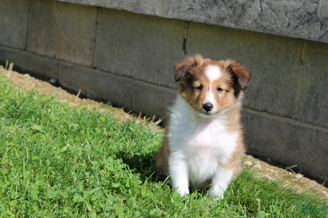 Shetland Sheepdog dogs for sale: Skipper - Ad 2
