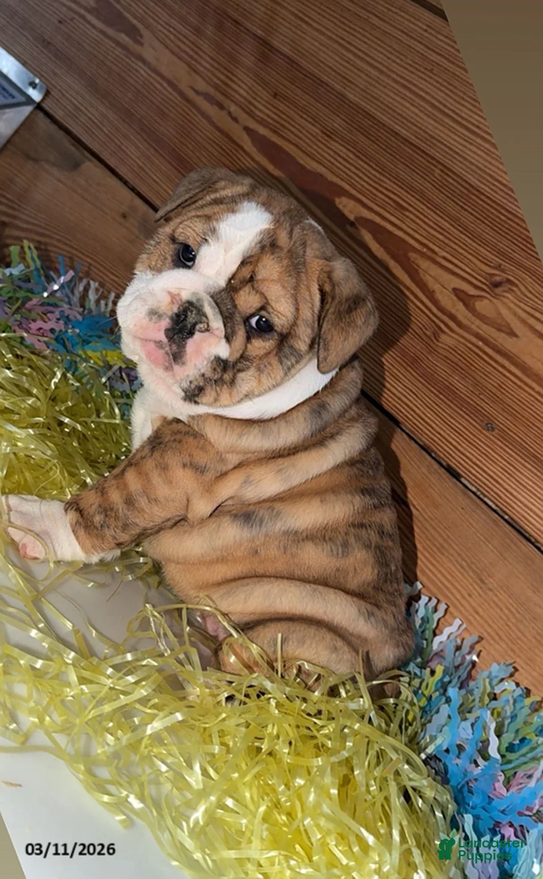 Mixed Breed dogs for sale: Jewel - Ad 2