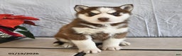 Siberian Husky dogs for sale: Pansy - Ad 1