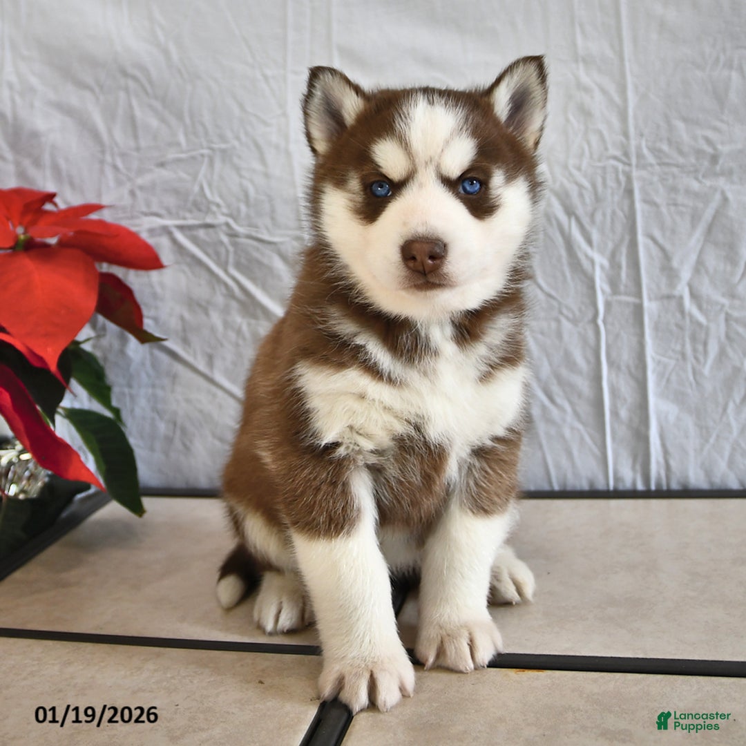 Siberian Husky dogs for sale: Pansy - Ad 1