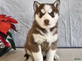 Siberian Husky dogs Pansy - Ad 13
