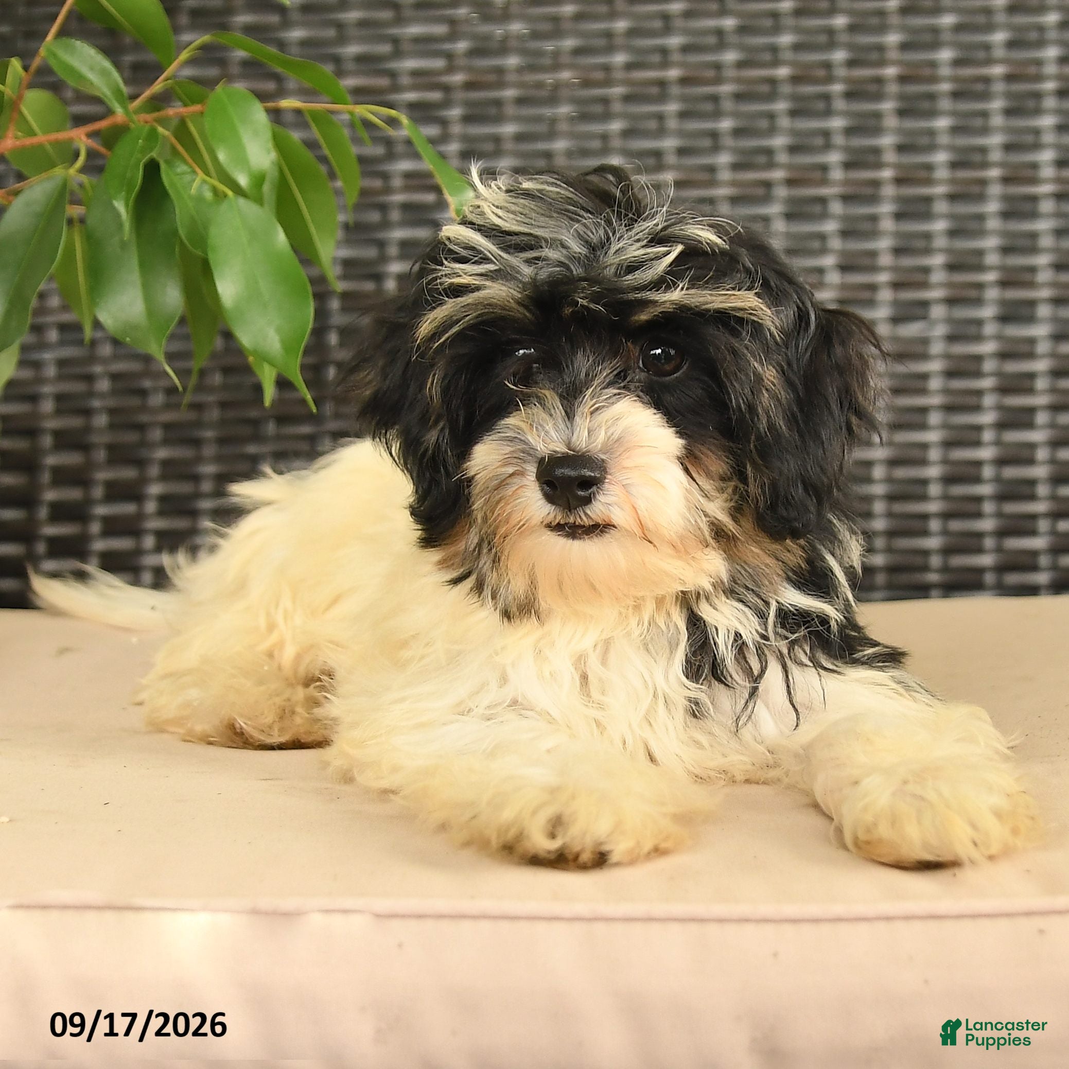 Maltipoo dogs Brooke  - Ad 2