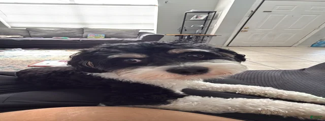 Loki