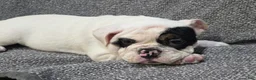 English Bulldog dogs for sale: Lance - Ad 3
