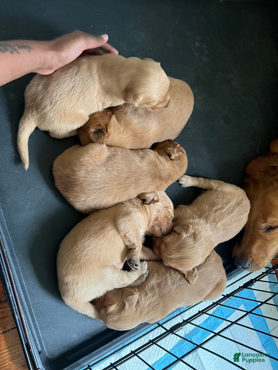 Gallery Image {{count}}