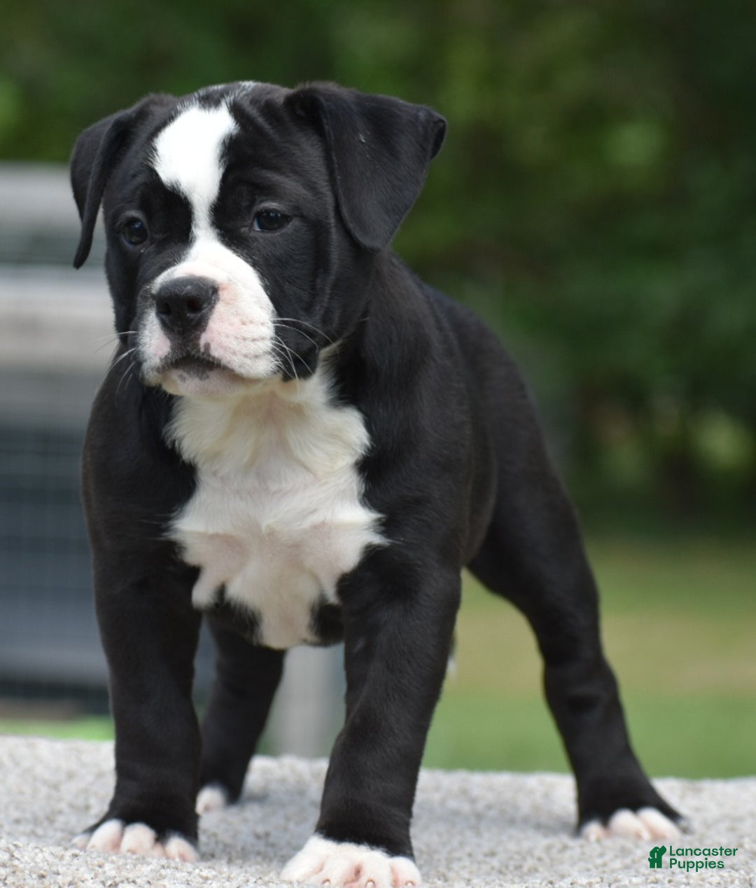 Mixed Breed dogs for sale: Prettia bully bulldog hybrid  - Ad 26