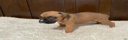 Boxer dogs for sale: Jax - Ad 23