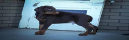 Doberman Pinscher dogs for sale: MASTER - Ad 15