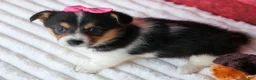 Welsh Corgi Pembroke dogs for sale: Annabelle🎀 - Ad 17
