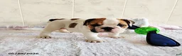 English Bulldog dogs for sale: Rugur - Ad 6