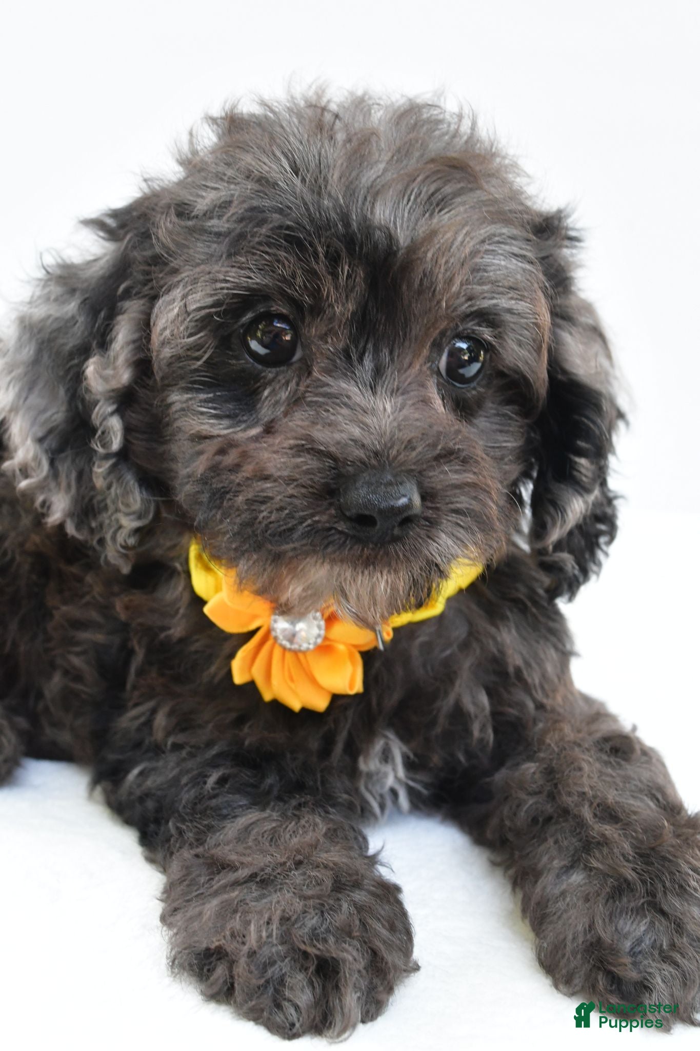 Cockapoo dogs Oriana - Ad 2