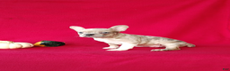 Frenchton dogs for sale: Reba - Ad 4