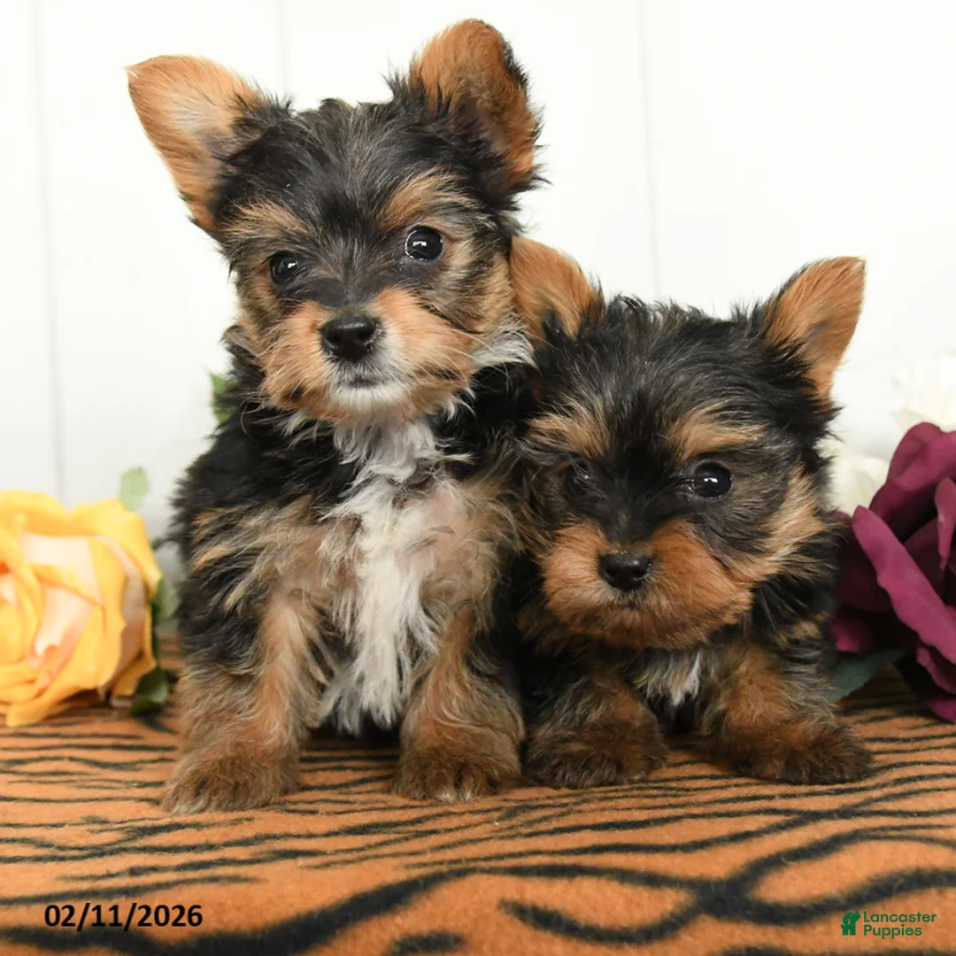 Yorkshire Terrier dogs for sale: Milo - Ad 5