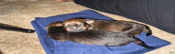 Mixed Breed dogs for sale: Mixed Breed 4 - Ad 1