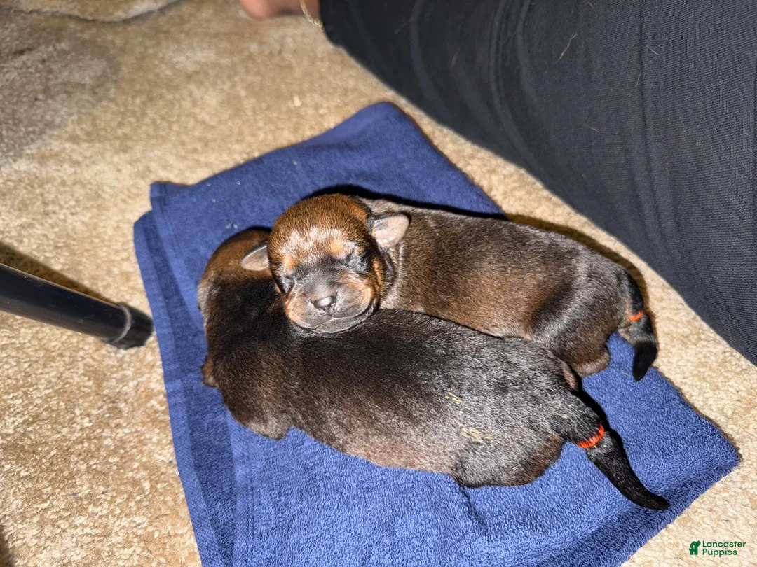 Mixed Breed dogs for sale: Mixed Breed 4 - Ad 1